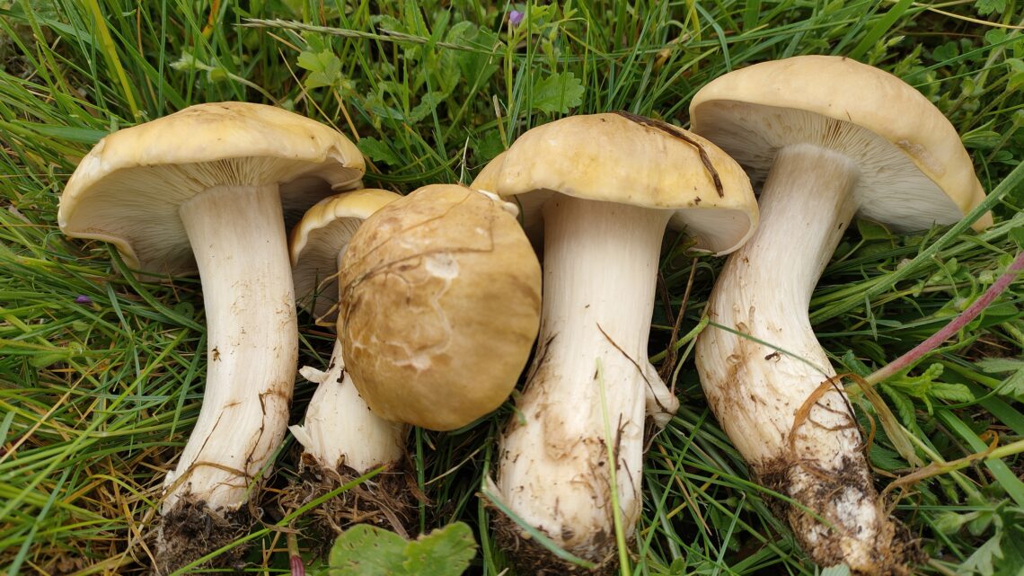 L’articolo del mese: Calocybe gambosa