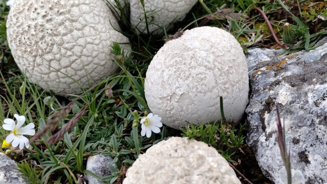 Report uscita micologico-botanica a Rocca di Mezzo 24.05.2025