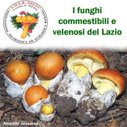 cd funghi