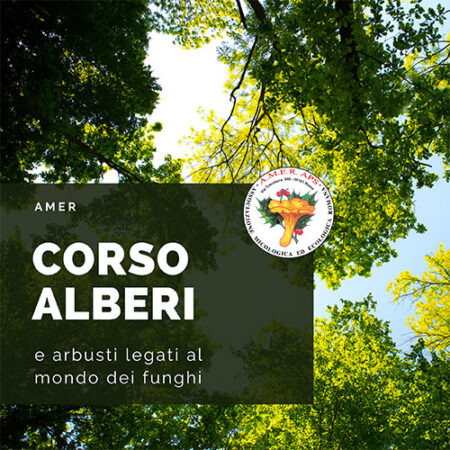 Corso alberi