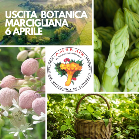 Uscita botanica alla Marcigliana [06/04/2025]