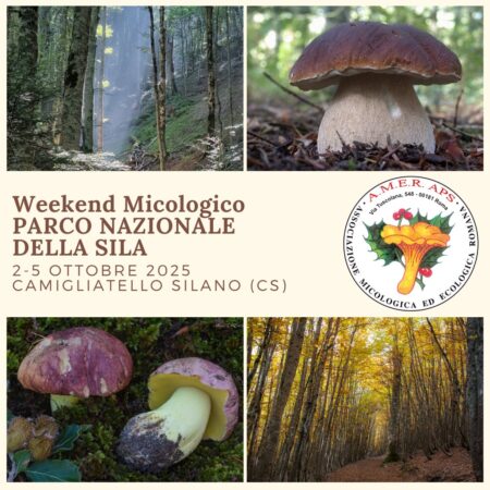 Weekend micologico lungo nel Parco Nazionale della Sila - Camigliatello Silano [2-5/10/2025]