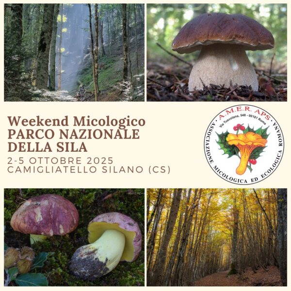 Weekend micologico lungo nel Parco Nazionale della Sila - Camigliatello Silano [2-5/10/2025]