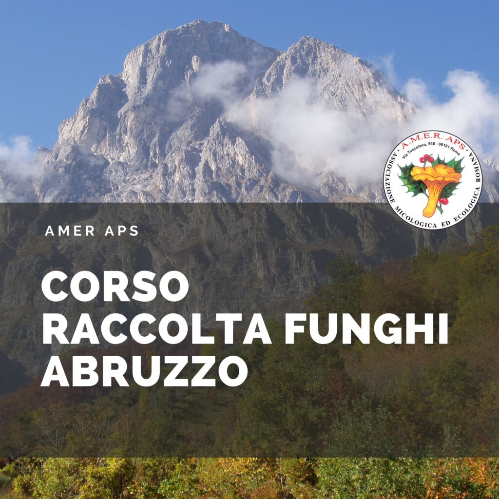 Corsi raccolta funghi Abruzzo solo per Residenti o proprietari di immobili nella R.A.