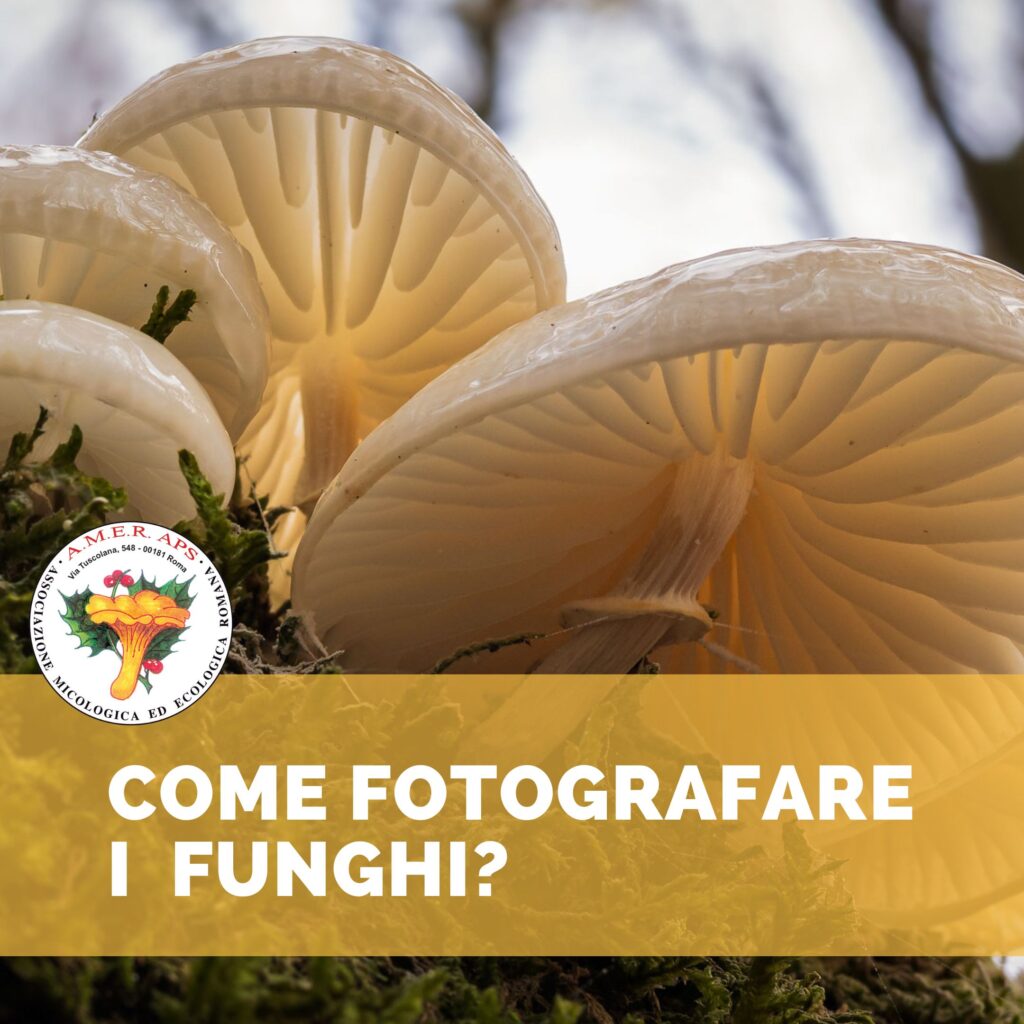 Corso di fotografia dei funghi [Gratuito per i soci]