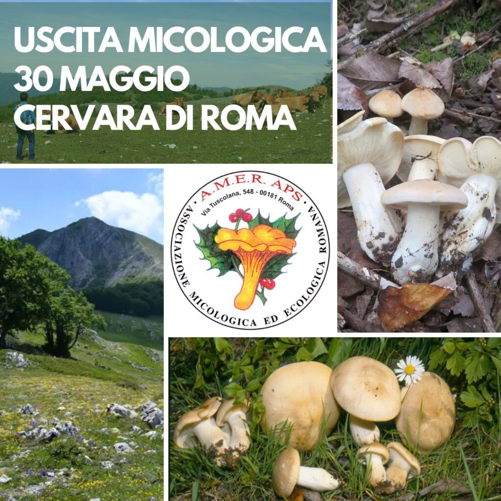 Uscita micologica a Cervara di Roma [30/05/2026]