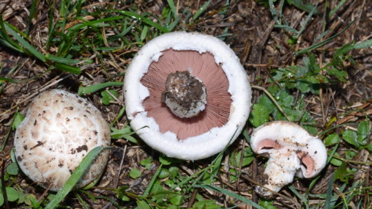 Le ricette con funghi: filetti di trota brasati con funghi