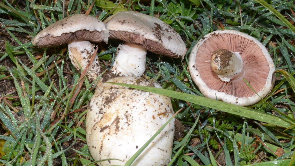 Le ricette con funghi: vellutata di funghi