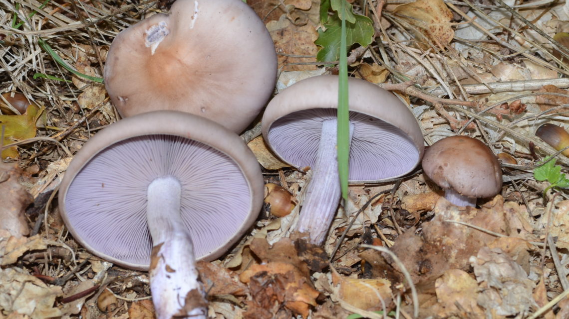 Le ricette con funghi: violetti strapazzati
