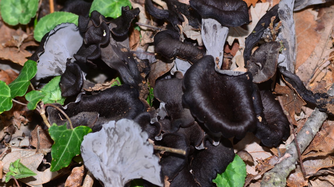 Le ricette con funghi: tortelloni alle trombette da morto