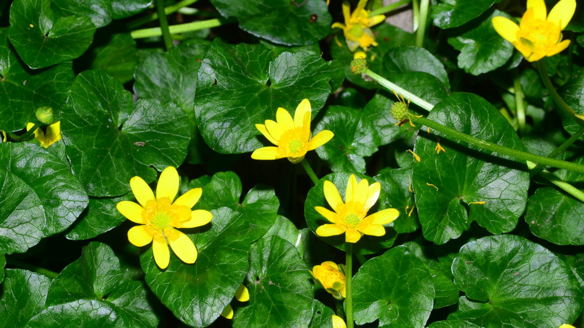 I fiori delle piante velenose