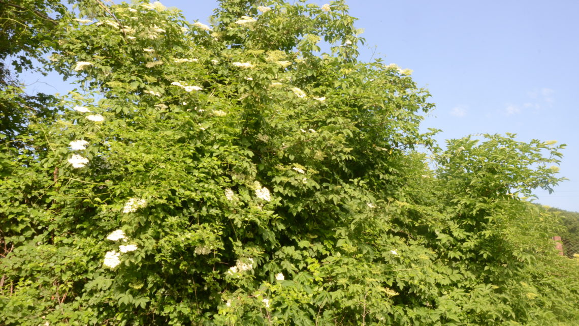 Ricettine con i fiori  e le bacche di Sambuco