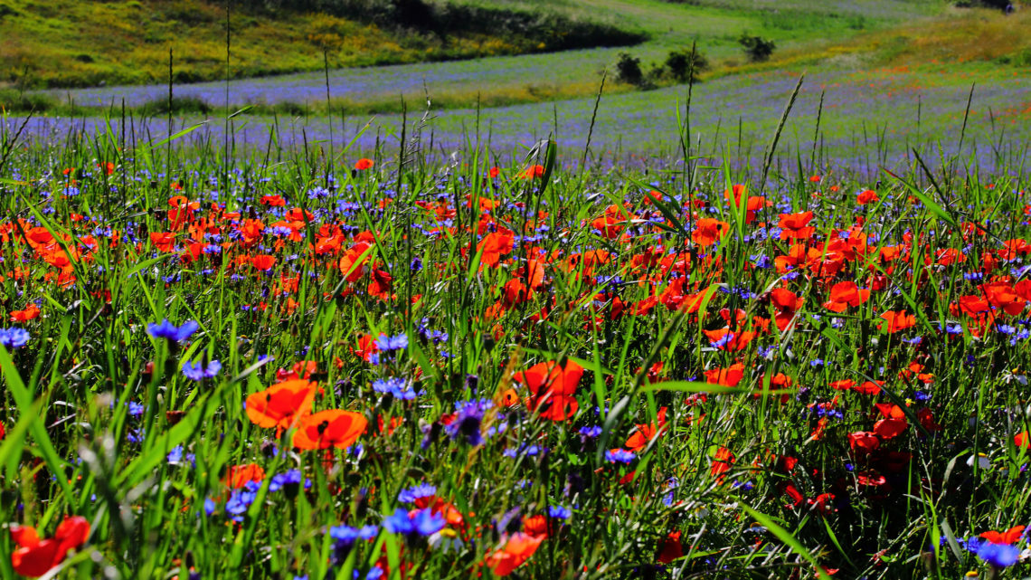 Passeggiata a Castelluccio di Norcia