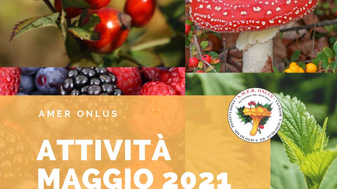 Attività maggio 2021