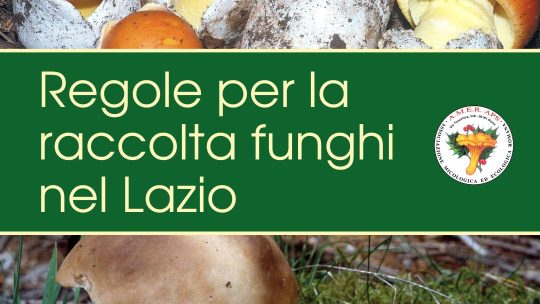Raccolta funghi nel Lazio: le regole in vigore nel 2023