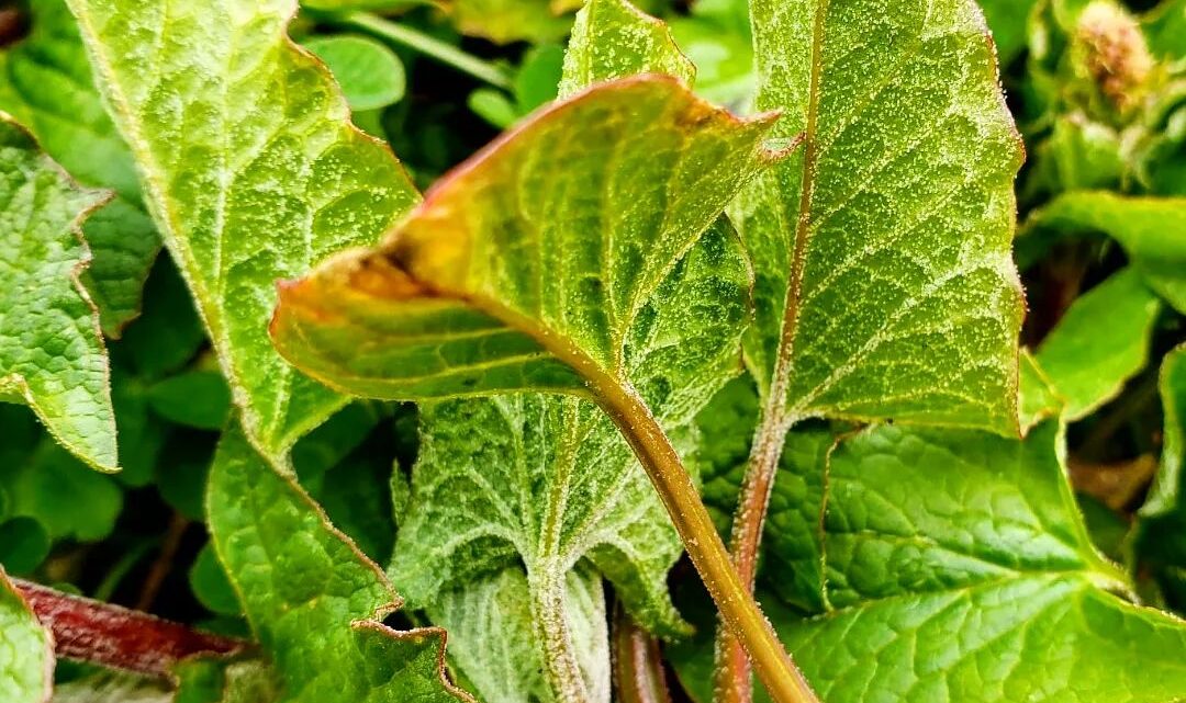 Uscita botanica a Campo Felice/Rocca di Mezzo (27.5.2023)