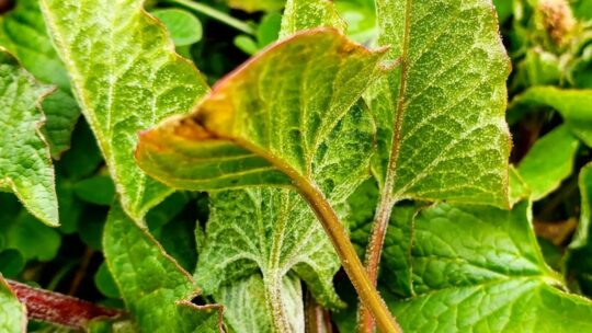 Uscita botanica a Campo Felice/Rocca di Mezzo (27.5.2023)