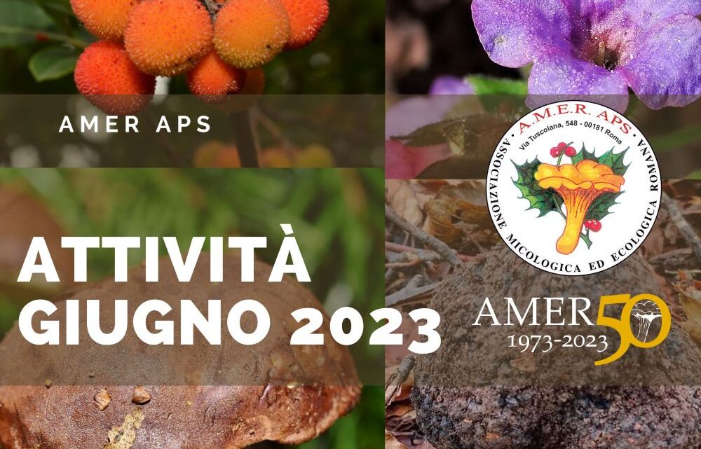 Attività giugno 2023
