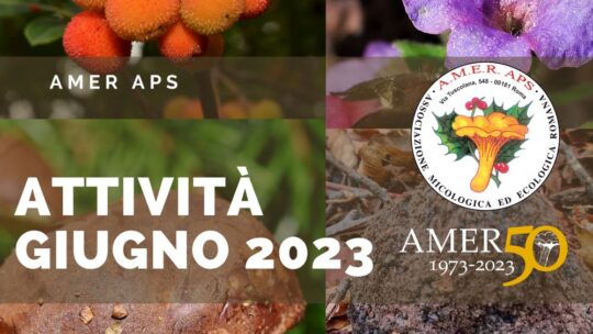 Attività giugno 2023